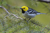 Image. Hermit Warbler
