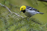Image. Hermit Warbler