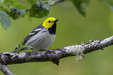 Image. Hermit Warbler