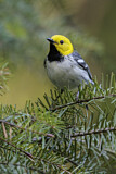 Image. Hermit Warbler