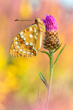 Image. High Brown Fritillary