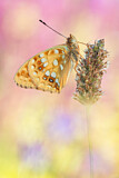 Image. High Brown Fritillary