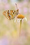 Image. High Brown Fritillary