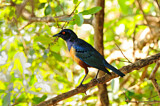 Image. Hildebrandt's Starling