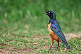 Image. Hildebrandt's Starling