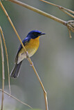 Image. Hill Blue Flycatcher