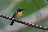 Image. Hill Blue Flycatcher