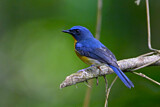 Image. Hill Blue Flycatcher