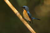 Image. Hill Blue Flycatcher