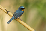 Image. Hill Blue Flycatcher