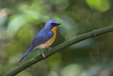 Image. Hill Blue Flycatcher