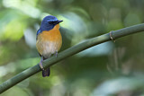 Image. Hill Blue Flycatcher