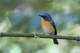 Image. Hill Blue Flycatcher