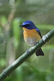 Image. Hill Blue Flycatcher
