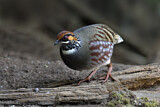 Image. Hill Partridge