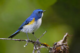 Image. Himalayan Bluetail