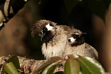 Image. Himalayan Bulbul