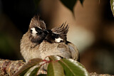 Image. Himalayan Bulbul