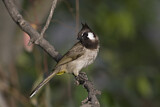 Image. Himalayan Bulbul