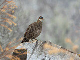 Image. Himalayan Monal