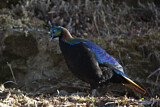Image. Himalayan Monal