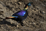 Image. Himalayan Monal