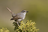 Image. Himalayan Rubythroat