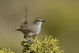 Image. Himalayan Rubythroat