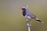 Image. Himalayan Rubythroat