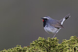 Image. Himalayan Rubythroat