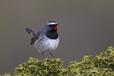 Image. Himalayan Rubythroat