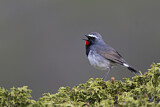 Image. Himalayan Rubythroat