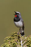 Image. Himalayan Rubythroat