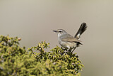 Image. Himalayan Rubythroat