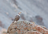 Image. Himalayan Snowcock