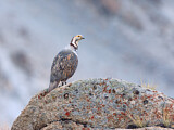 Image. Himalayan Snowcock