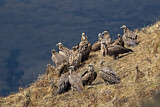 Image. Himalayan Vulture