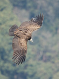 Image. Himalayan Vulture