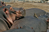 Image. Hippopotamus