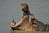 Image. Hippopotamus