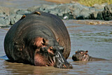 Image. Hippopotamus