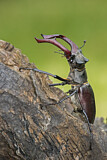 Image. Hirschkäfer