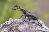 Image. Hirschkäfer