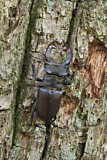 Image. Hirschkäfer