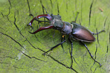 Image. Hirschkäfer