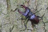 Image. Hirschkäfer