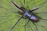 Image. Hirschkäfer
