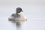 Image. Hoary-headed Grebe