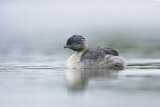 Image. Hoary-headed Grebe