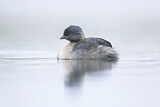 Image. Hoary-headed Grebe